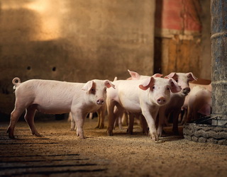 Як у Данії дбають про освітлення й чистоту на свинофермах